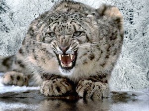 snow-leopard3 snow-leopard3