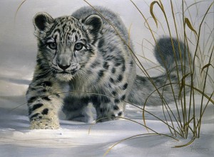 snow-leopard-mise-a-jour snow-leopard-mise-a-jour