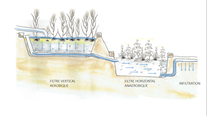 phytoepuration