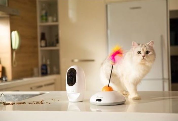 jouet interactif pour chat pawbo catch