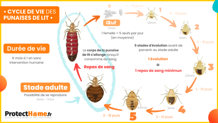 cycle de vie des punaises de lit