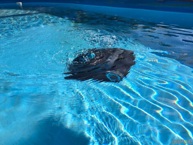 test aiper scuba x1 37