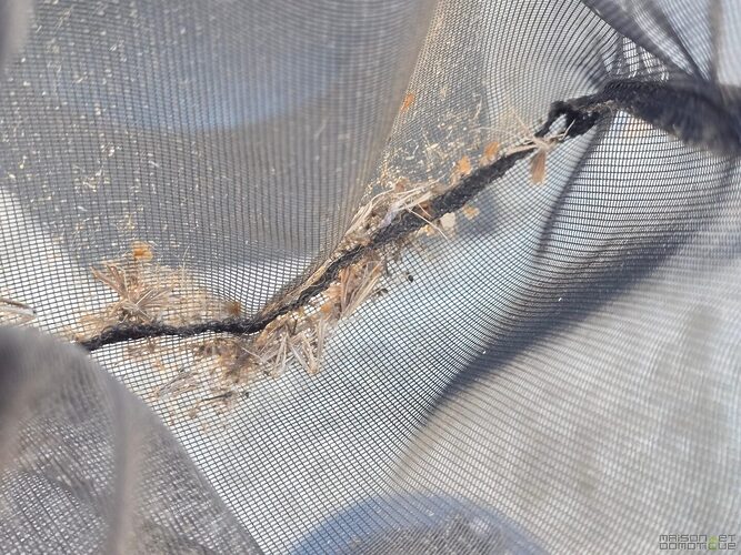 Test du Wiliv Willo : le piège à moustiques qui mise sur la science plutôt que sur les insecticides 21 test wiliv willo 035