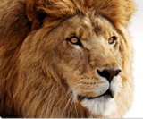 Passer son Hackintosh à Lion
