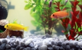 Contrôler le niveau d’eau de son aquarium