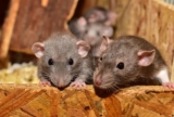 ?  Comment se débarrasser des souris et des rats dans une habitation ?
