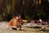 Goodnature A24: LE piège ultime à souris et à rats !