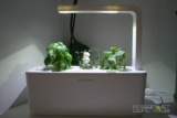 Smart Herb Garden: mes plantes après un mois…