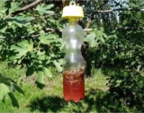 Tap Trap: the easy and inexpensive trap for wasps and hornets (including Asian ones!)
